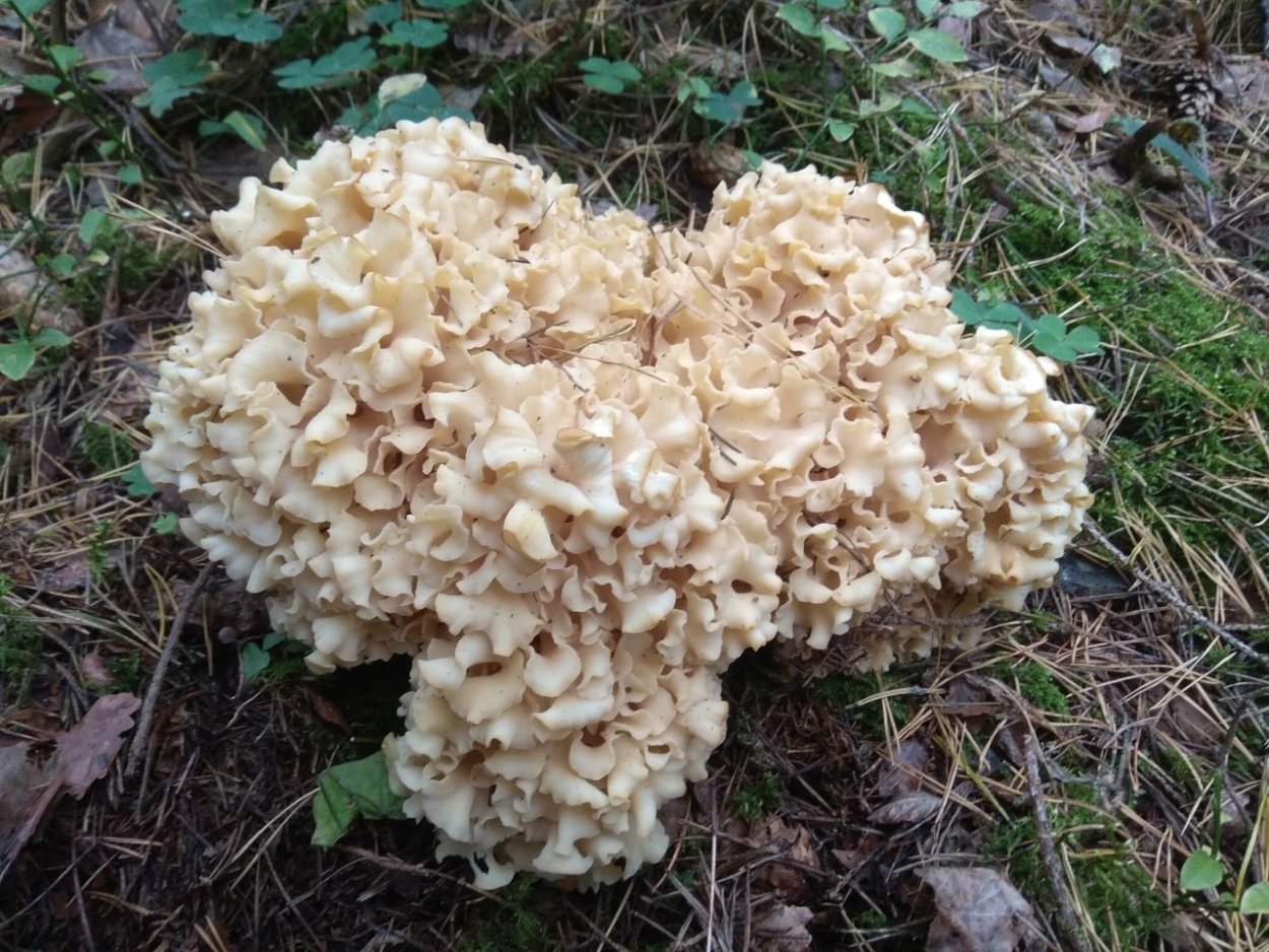 Спарассис Криспа