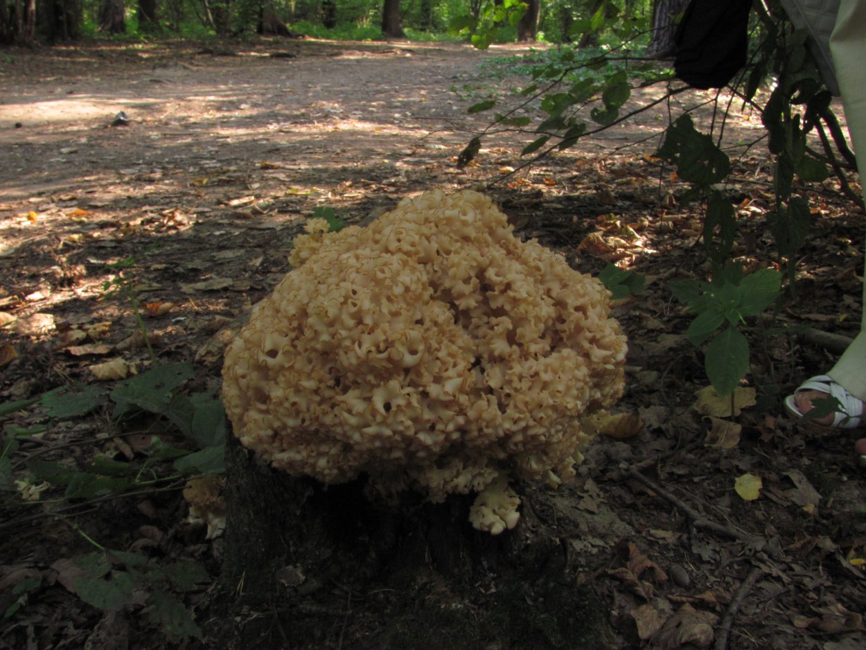 Гриб спарассис курчавый