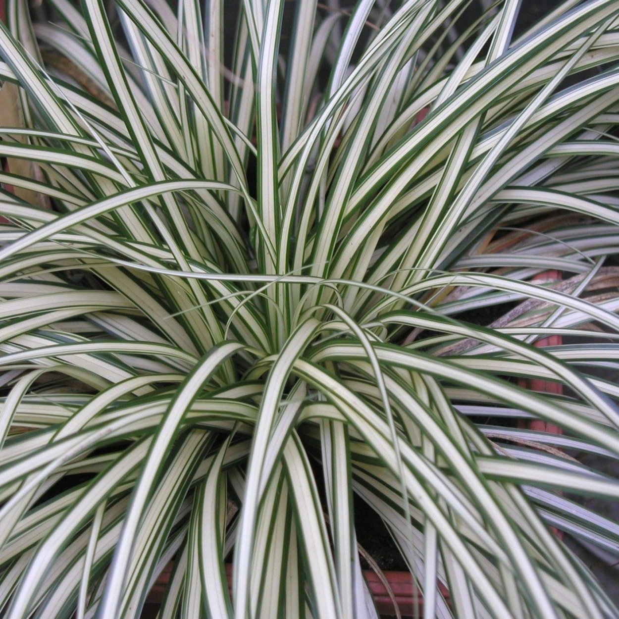 Осока Моррова "Вариегата"