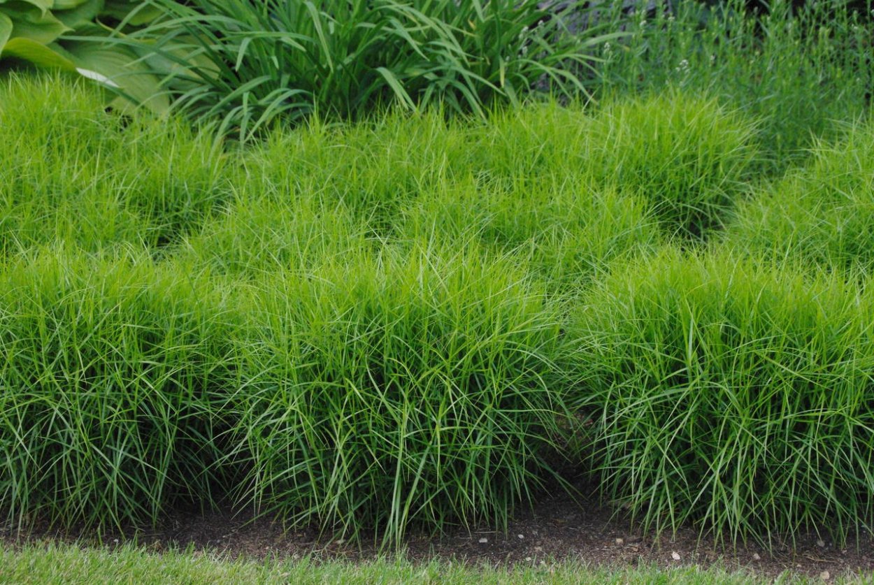 Осока пальмолистная "little Midge" (Carex muskingumensis)