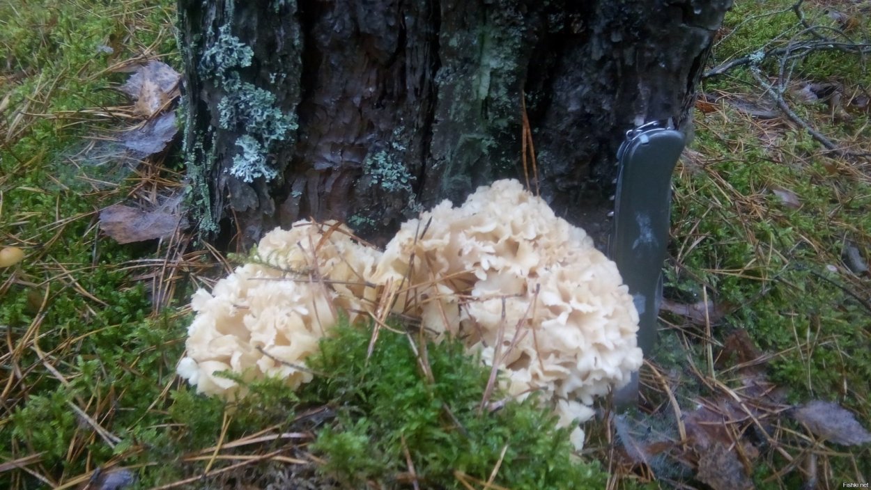 Спарассис курчавый грибная капуста