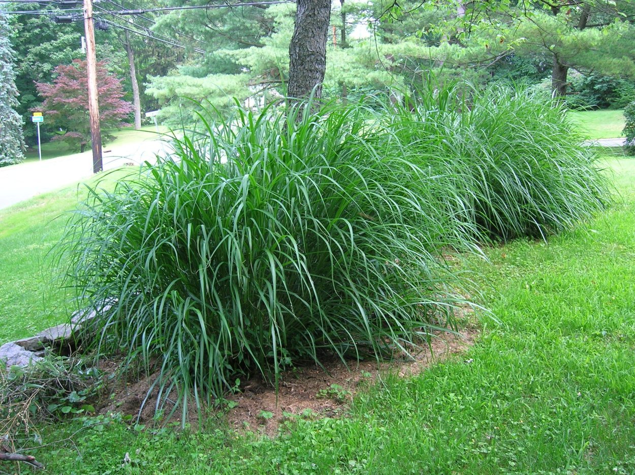 Фалярис тростниковый Элегантиссима