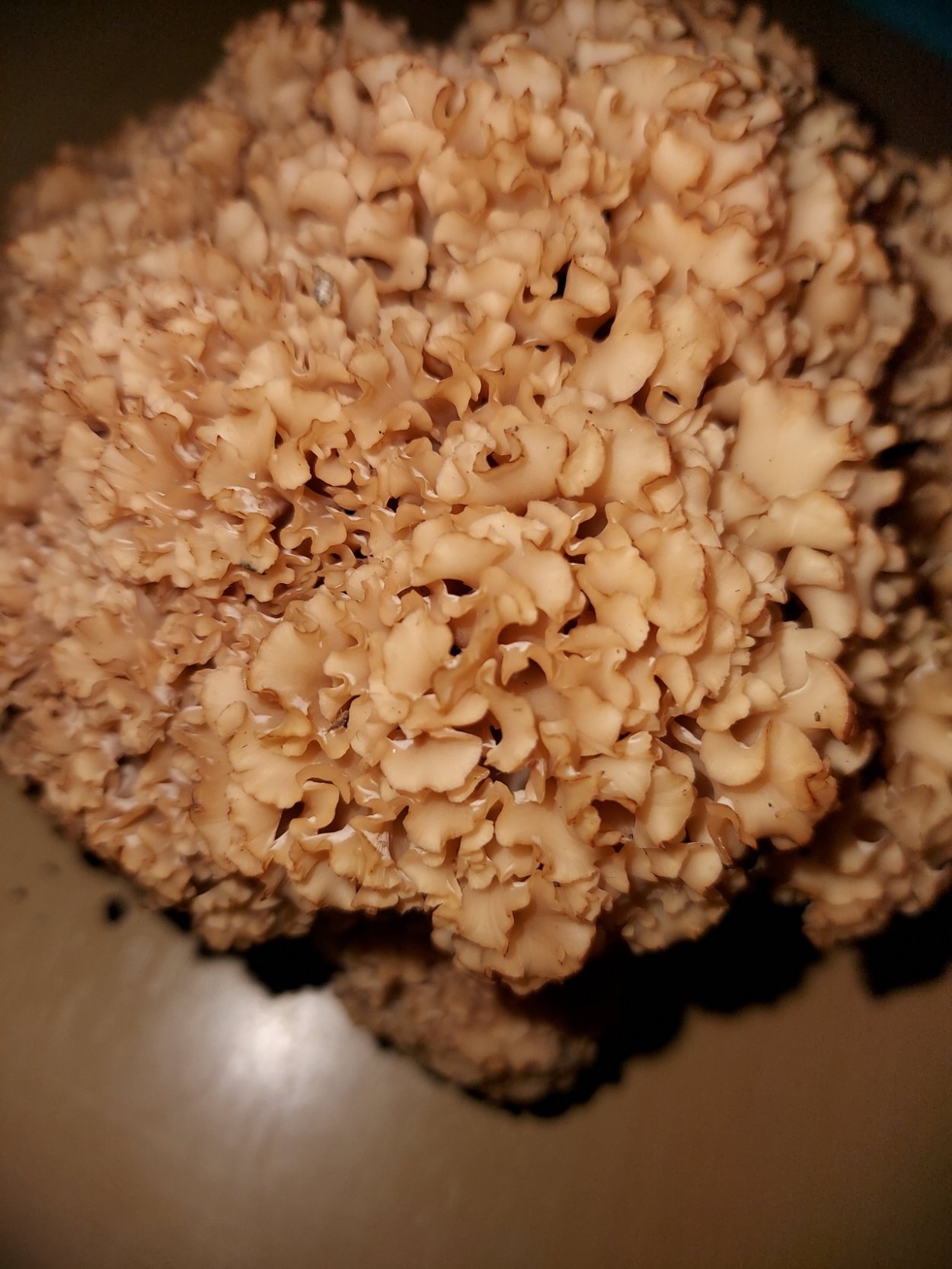 Молодило паутинистое Рубин