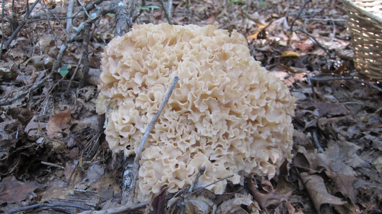 Спарассис курчавый