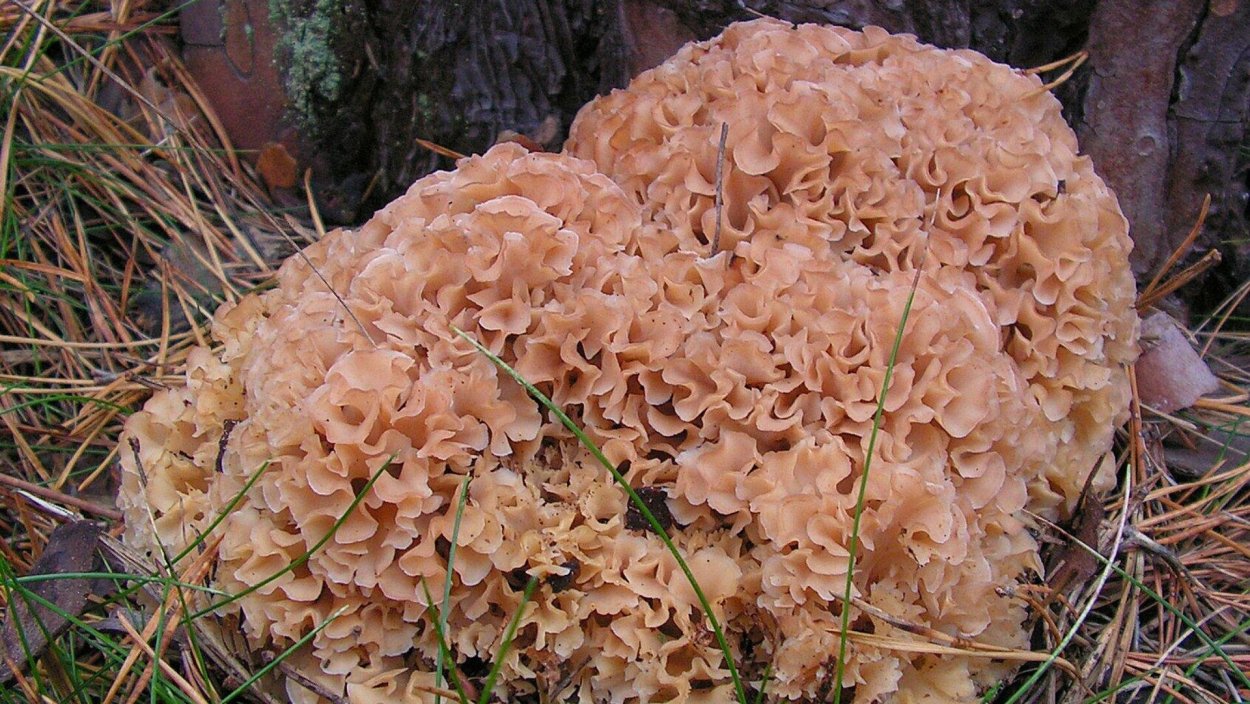 Спарассис курчавый