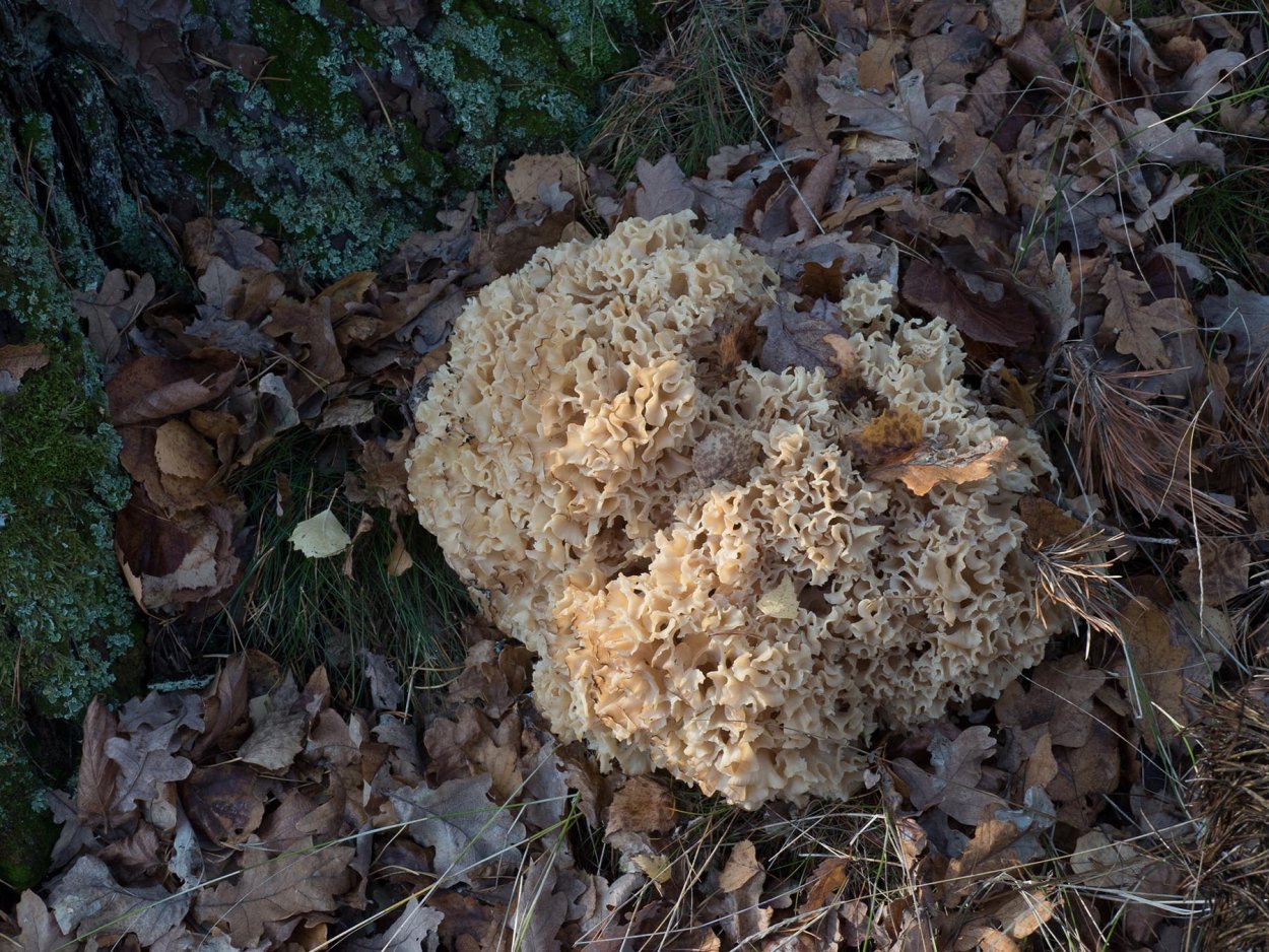 Рогатик Оленьи рожки гриб