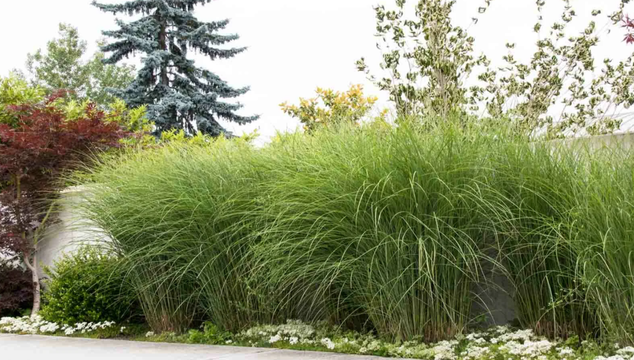 Мискантус китайский "Gracillimu