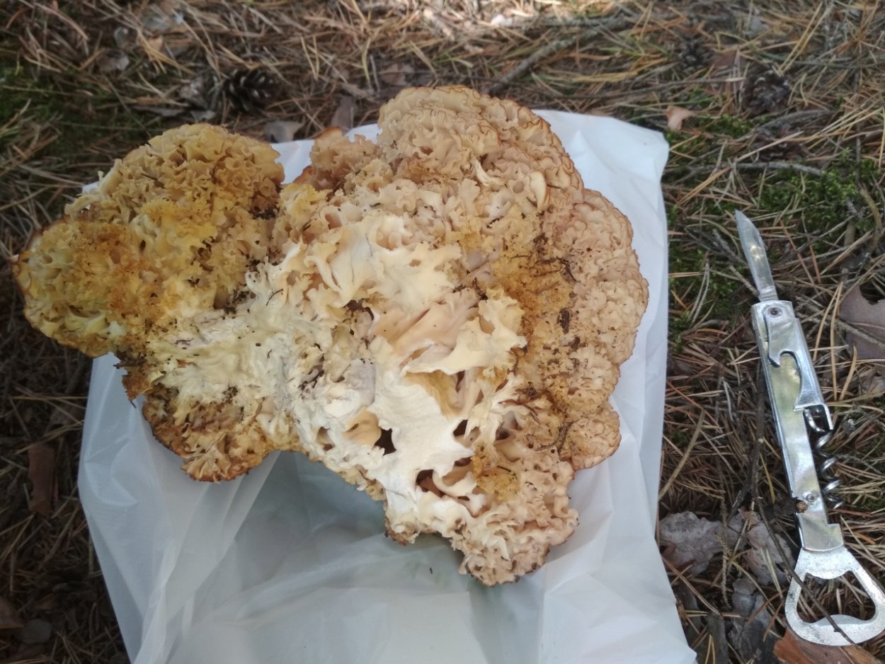 Заячья капуста дерево