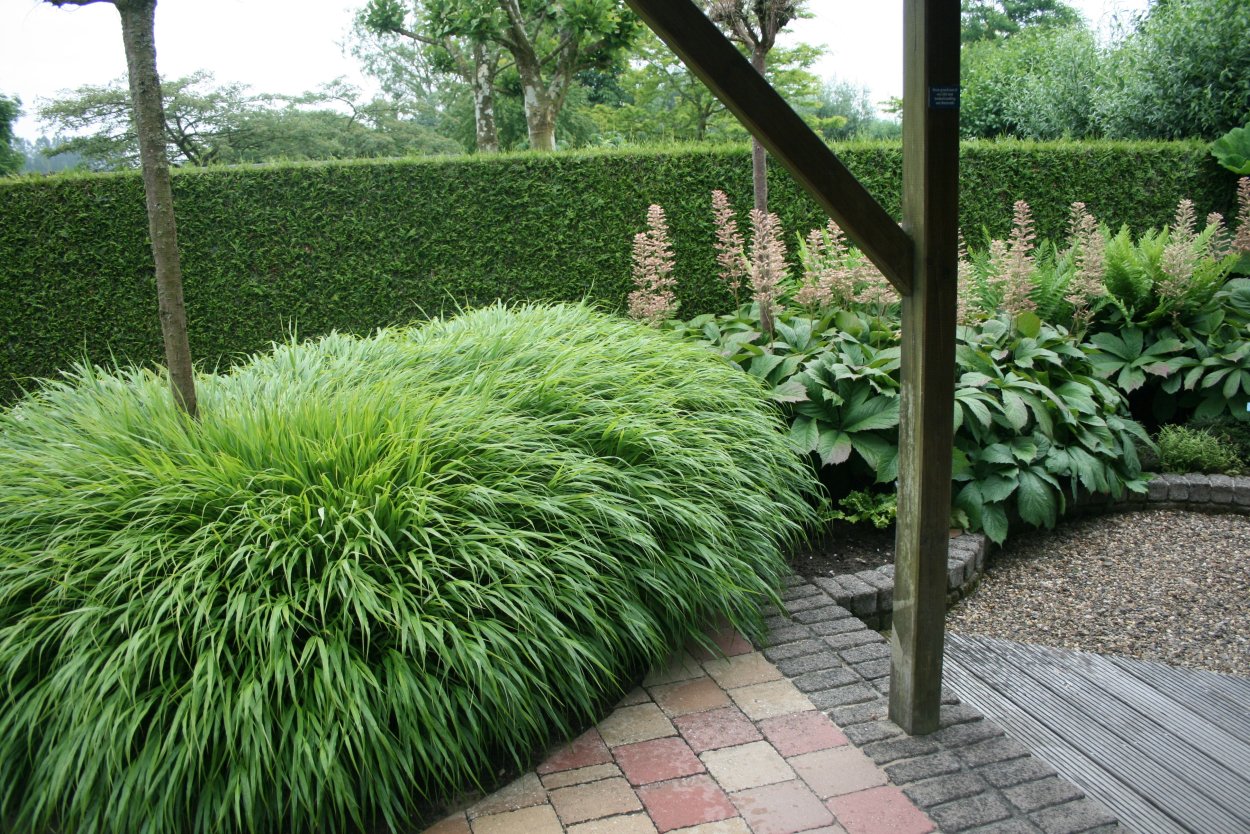 Хаконехлоя в ландшафтном