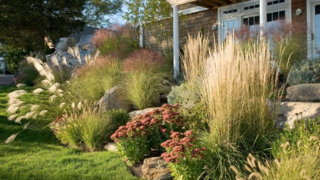 Вейник остроцветковый Overdam