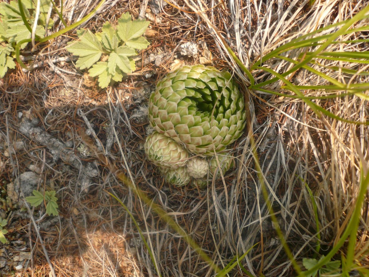Спарассис курчавый