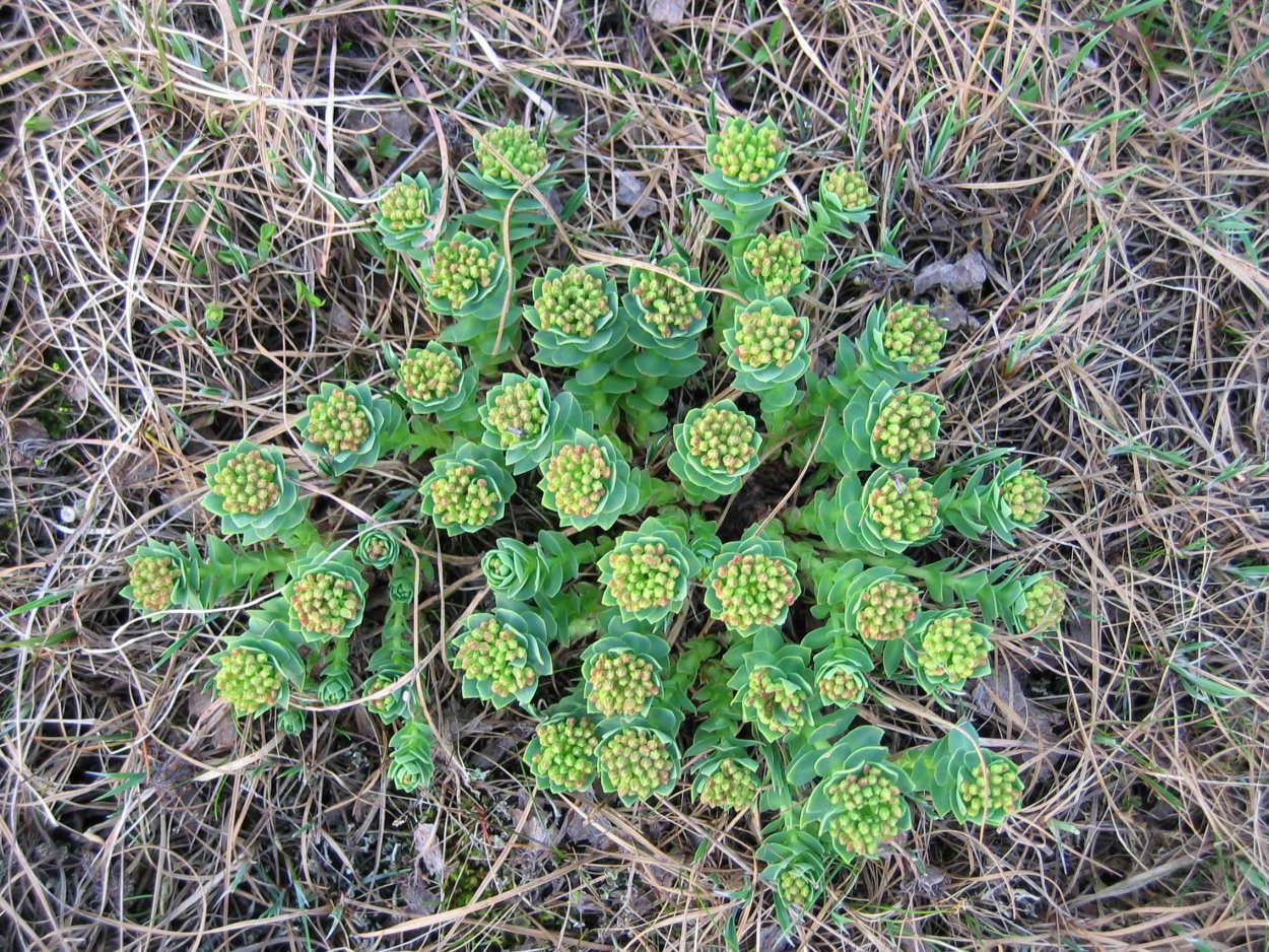 Спарассис Криспа