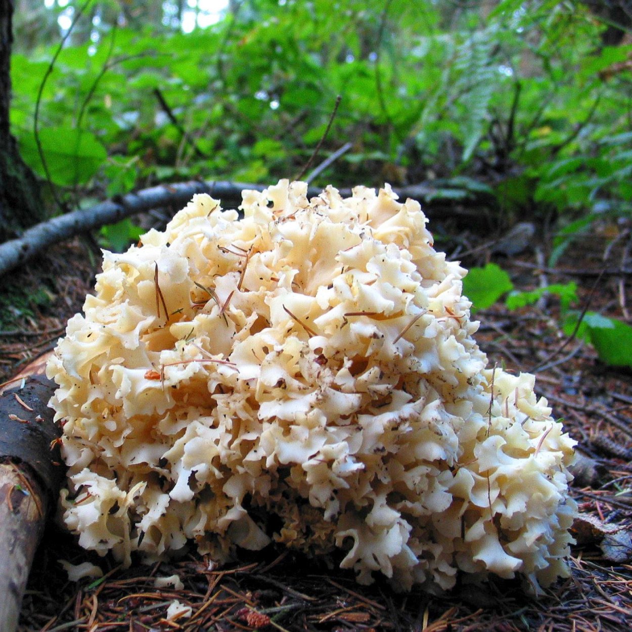 Спарассис курчавый (грибная капуста) - Sparassis crispa (Wulfen) fr.