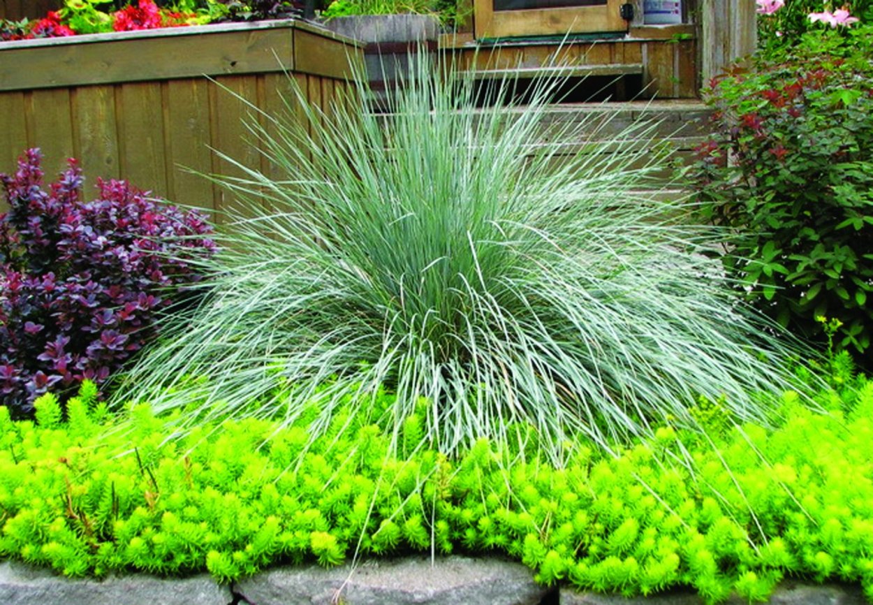 Фестука овсяница зеленая