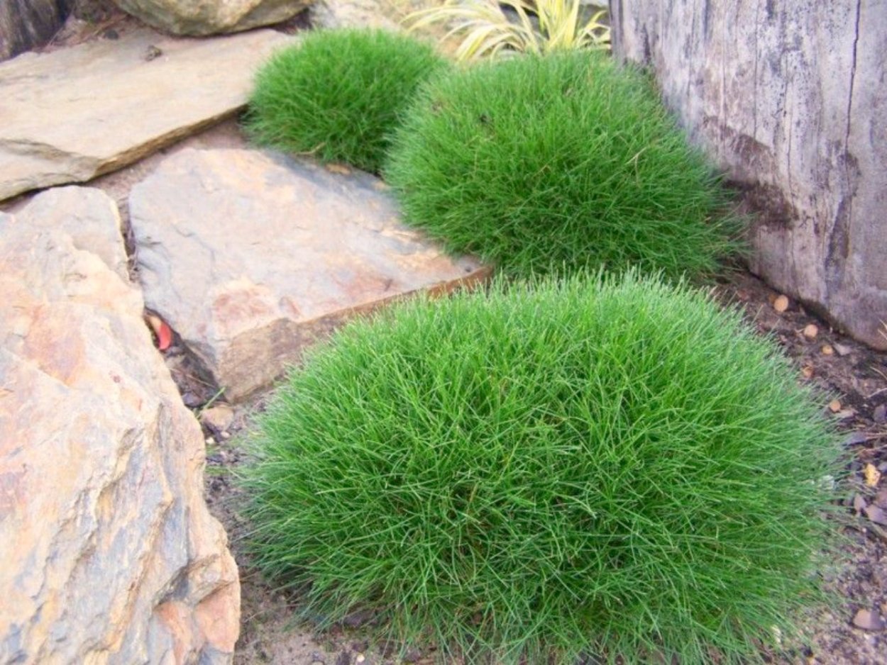 Овсяница метельчатая (Festuca Scoparia)