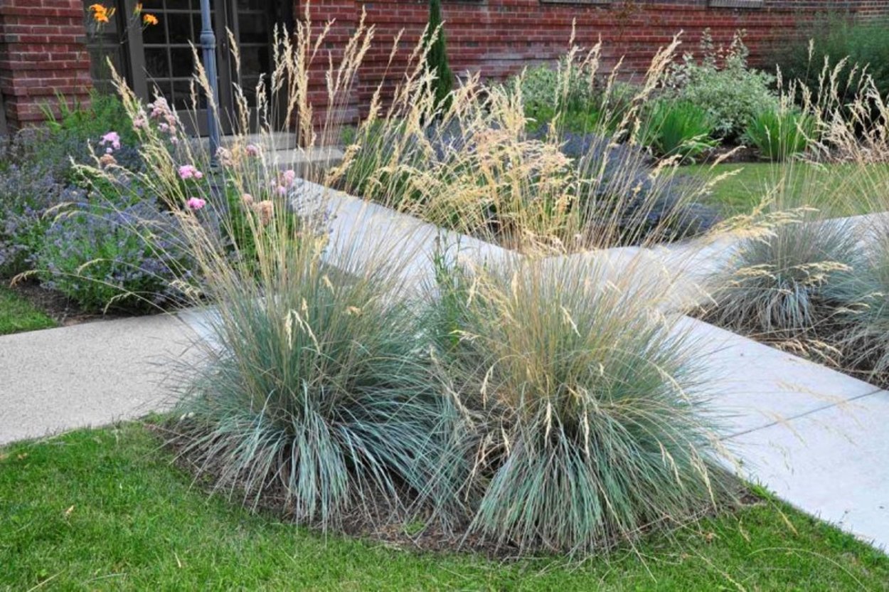 Овсец вечнозелёный ( Helictotrichon sempervirens)