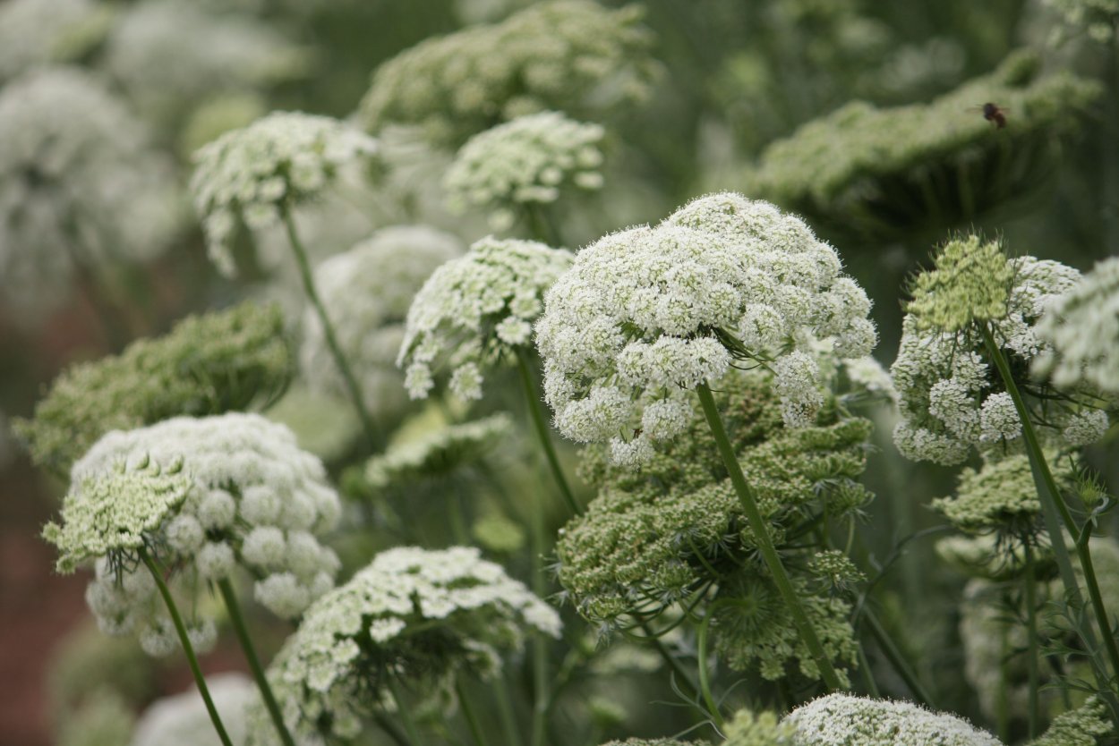 Зонтичные растения морковь