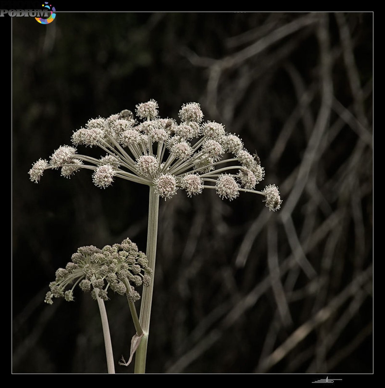 Растение зонтик прошлогодний