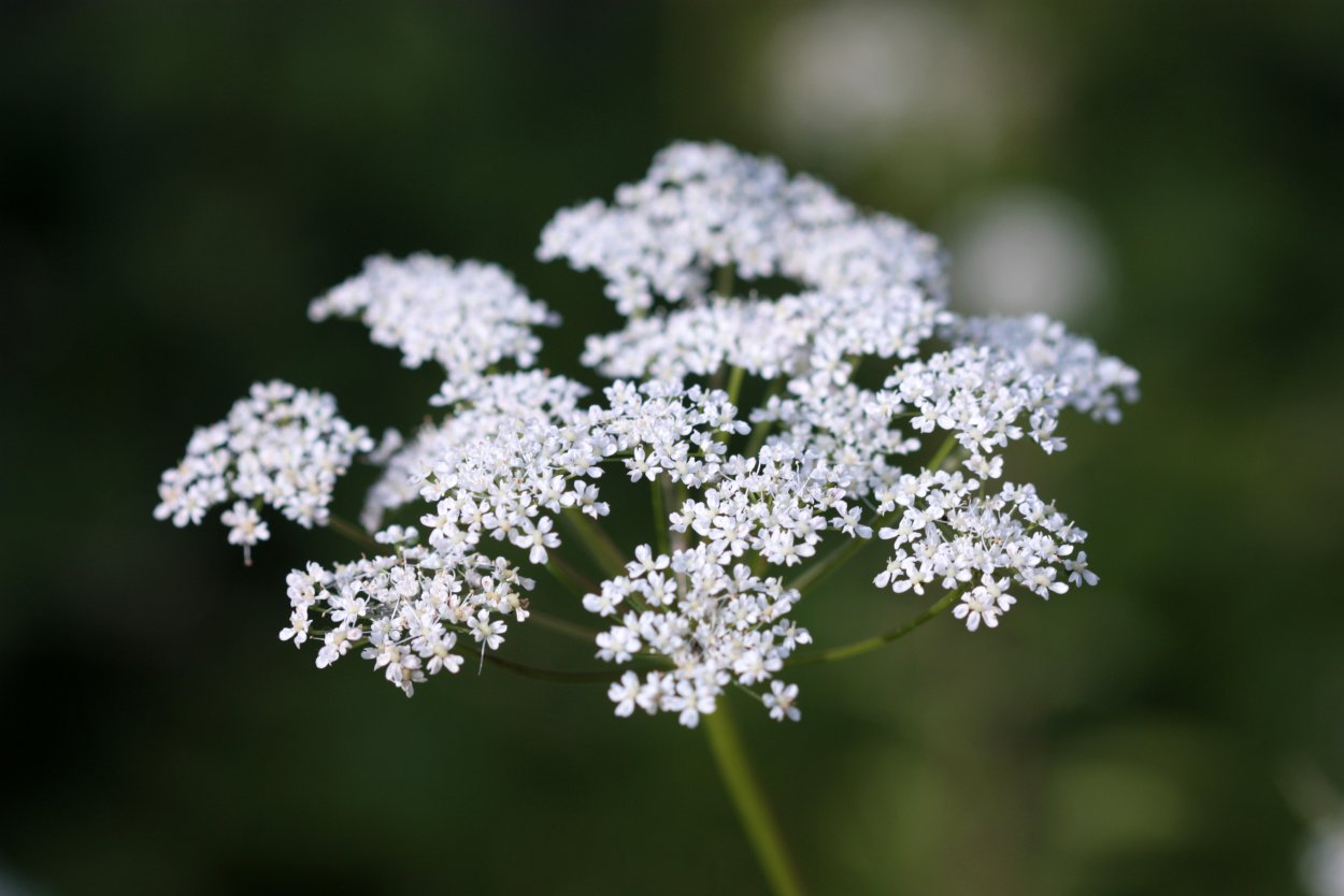 Девушка с белым зонтиком