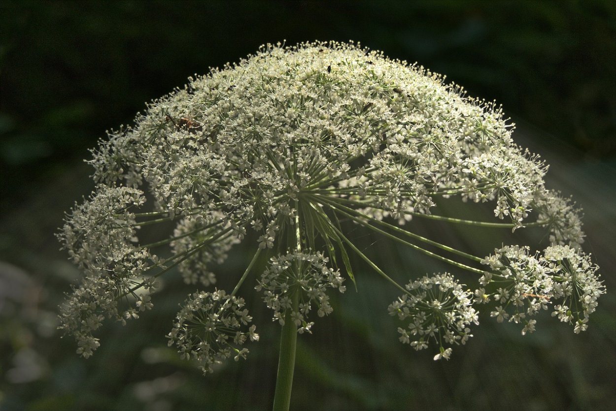 Растения с зонтичными соцветиями