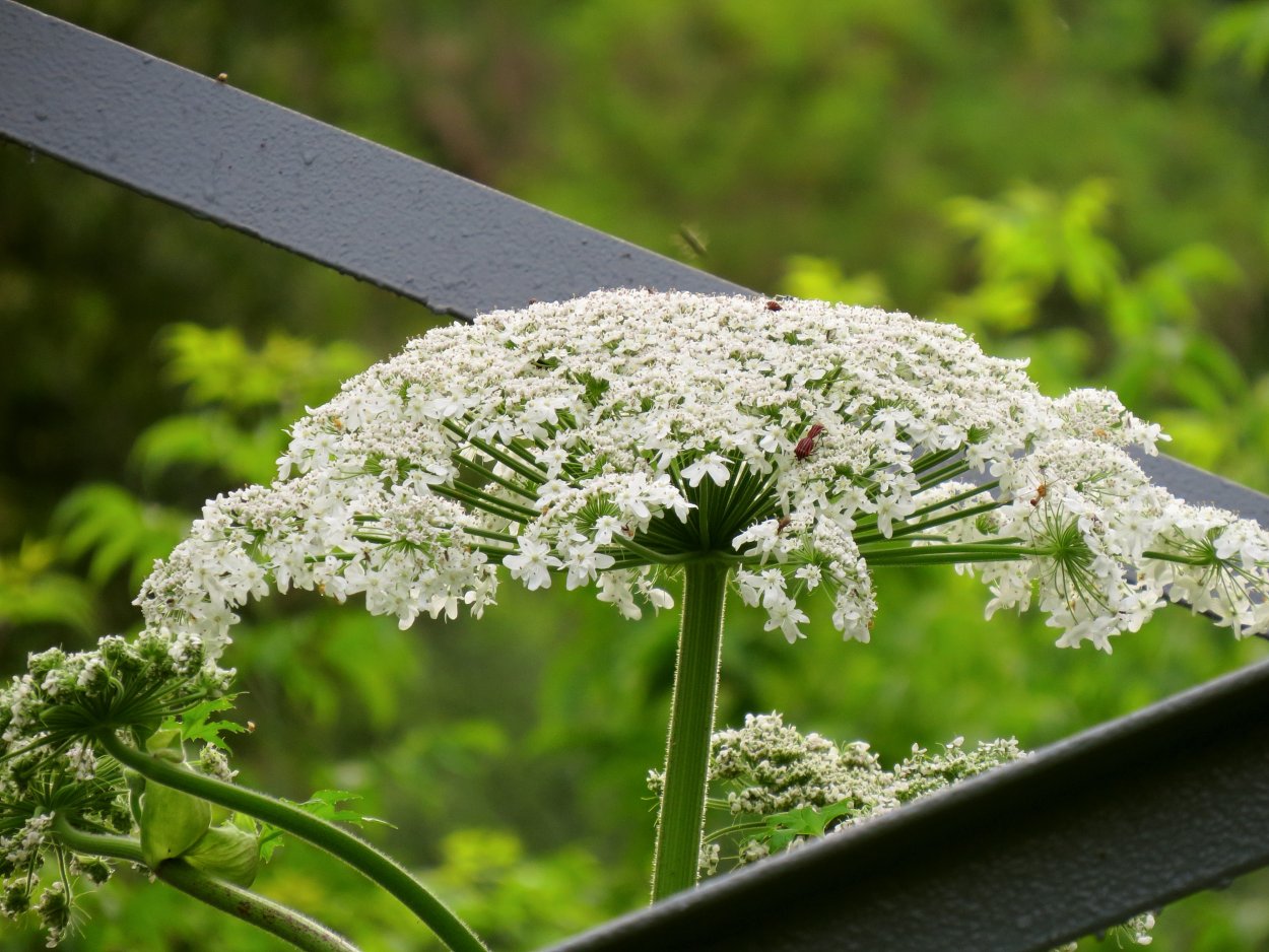 Борщевик Сосновского соцветие