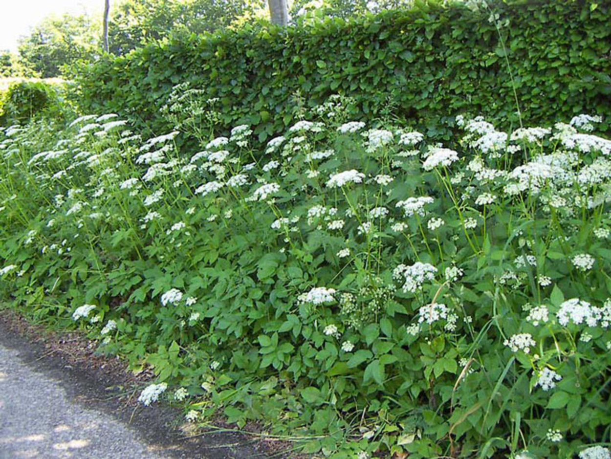 Одуванчик Аянский