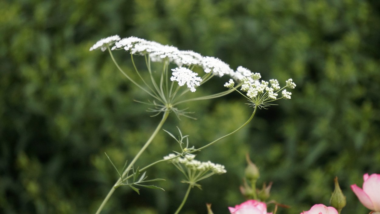 Амми белый зонтик