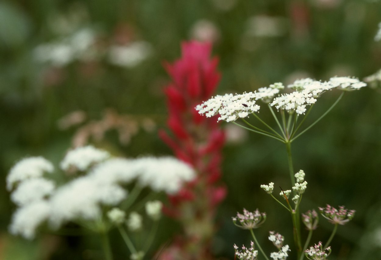 Борщевик обыкновенный ядовитое