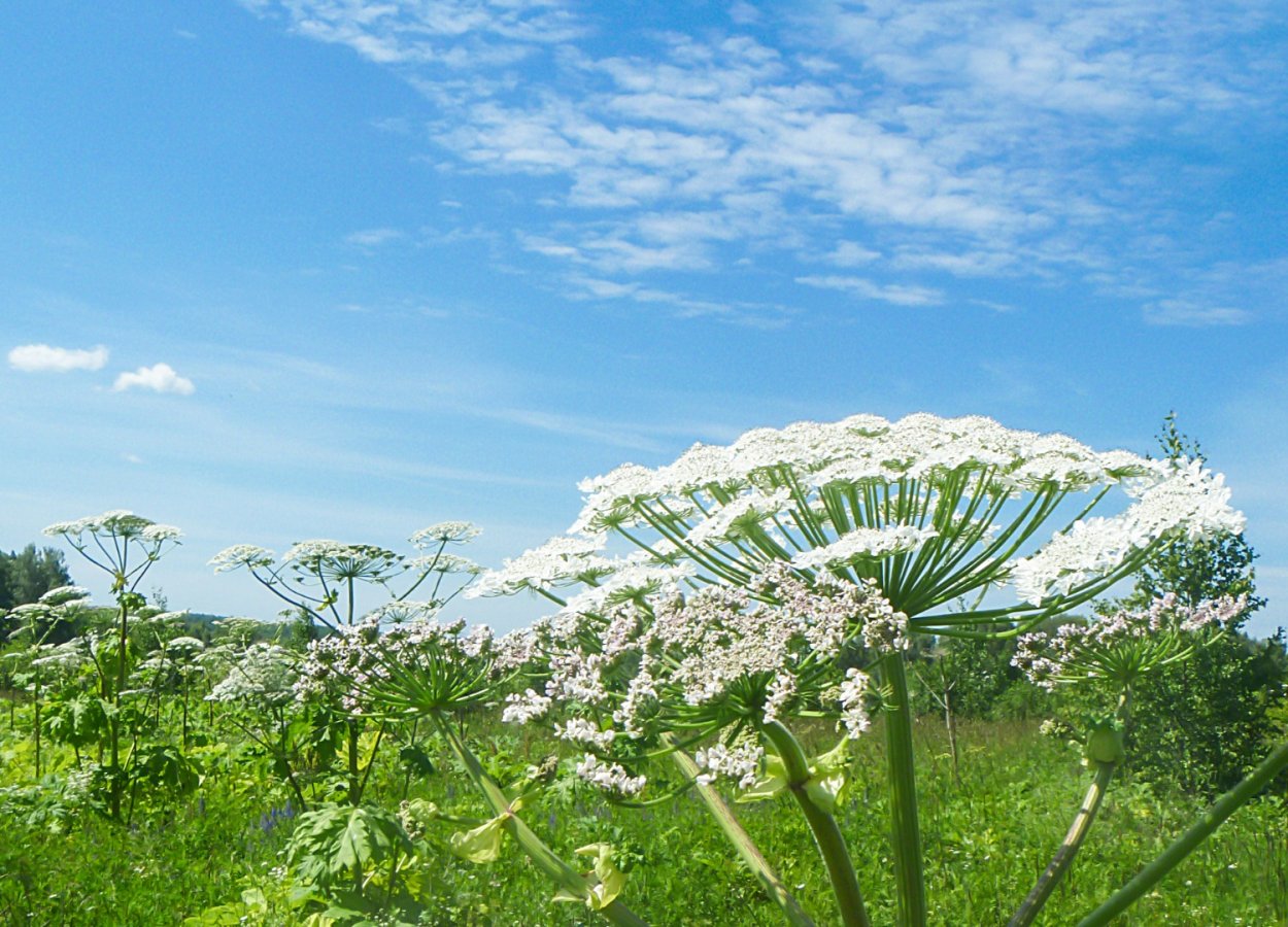 Высокая трава с белым зонтиком вверху