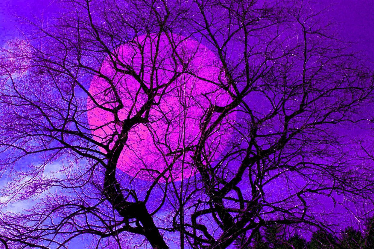 Пуансеттия синяя