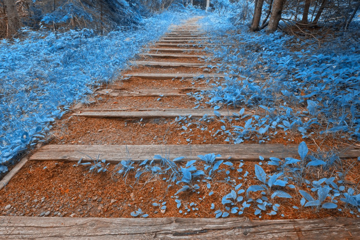 Синее дерево