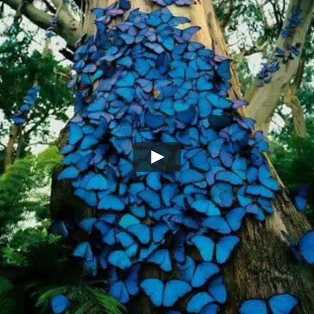 Плачущие" голубые деревья джакаранда