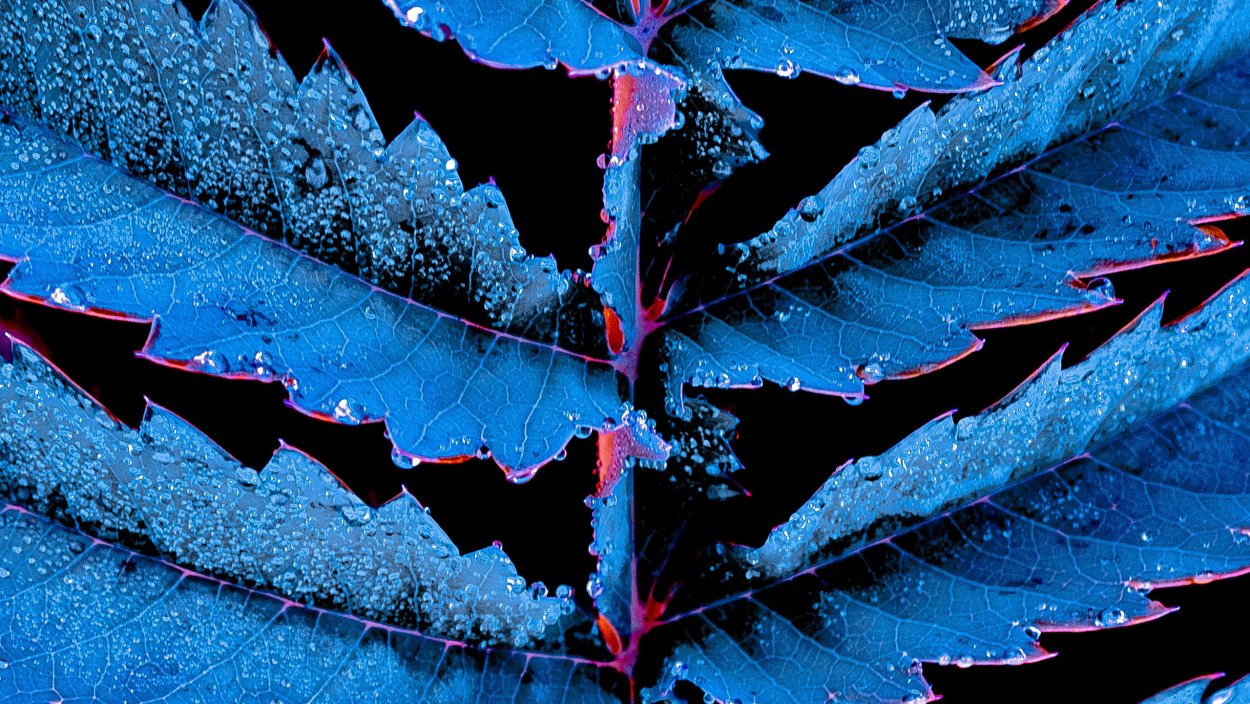 Дерево Эстетика