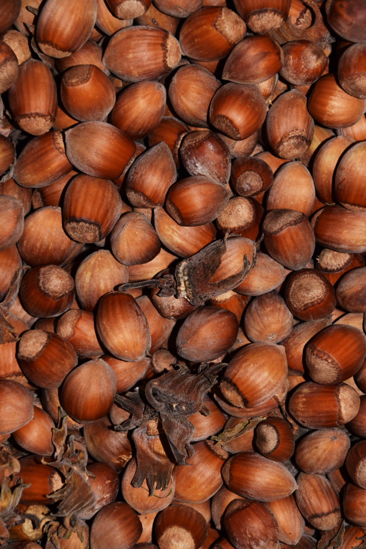 Лещина орех