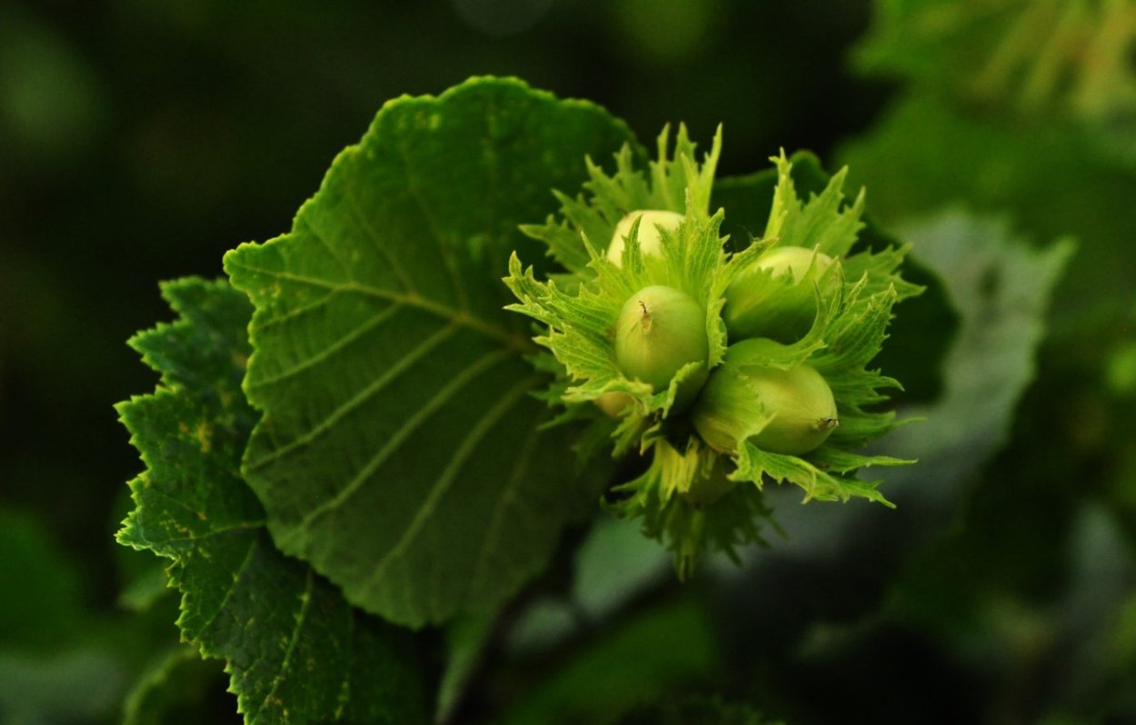 Лесной орех дерево орешник