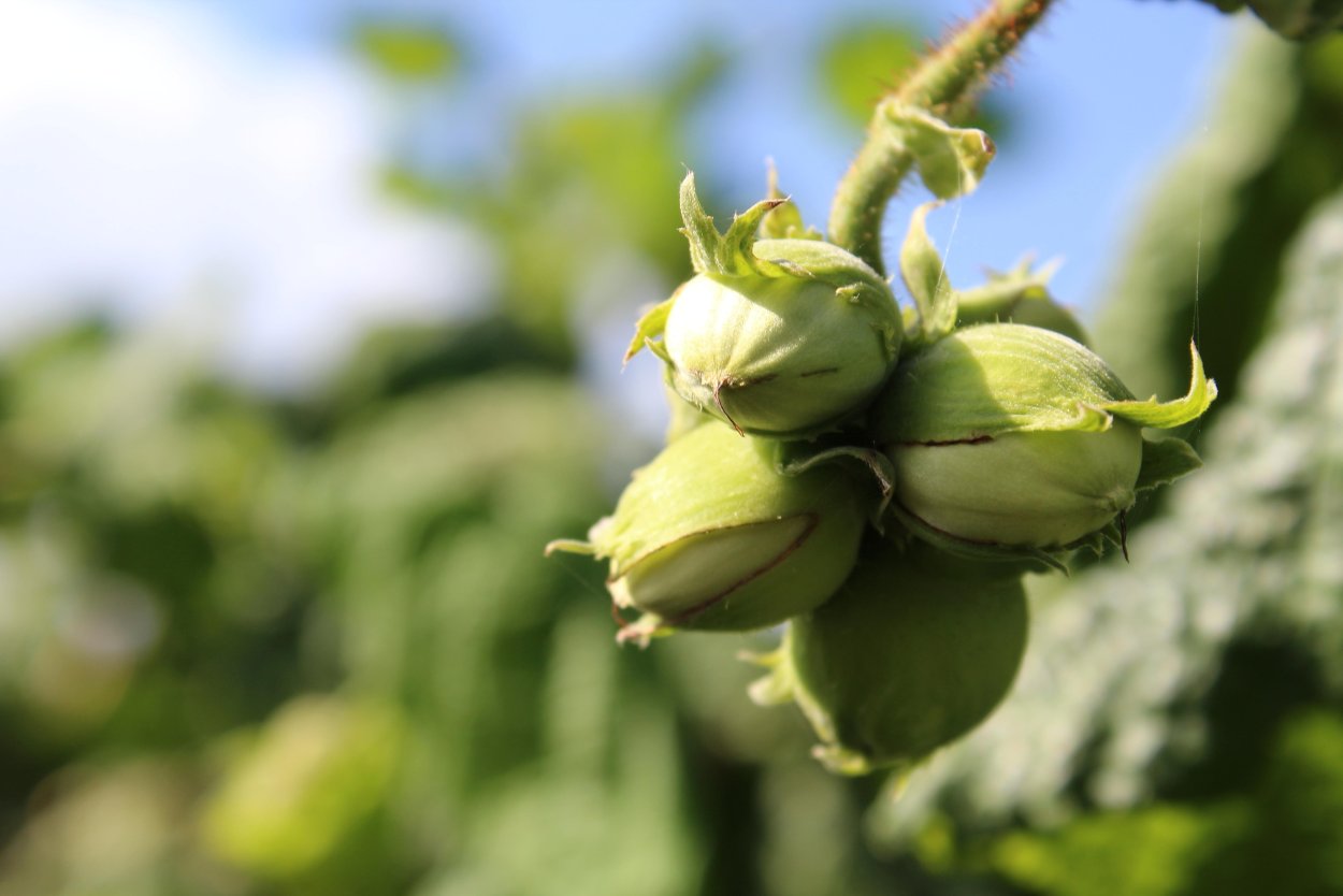 Фундук незрелый