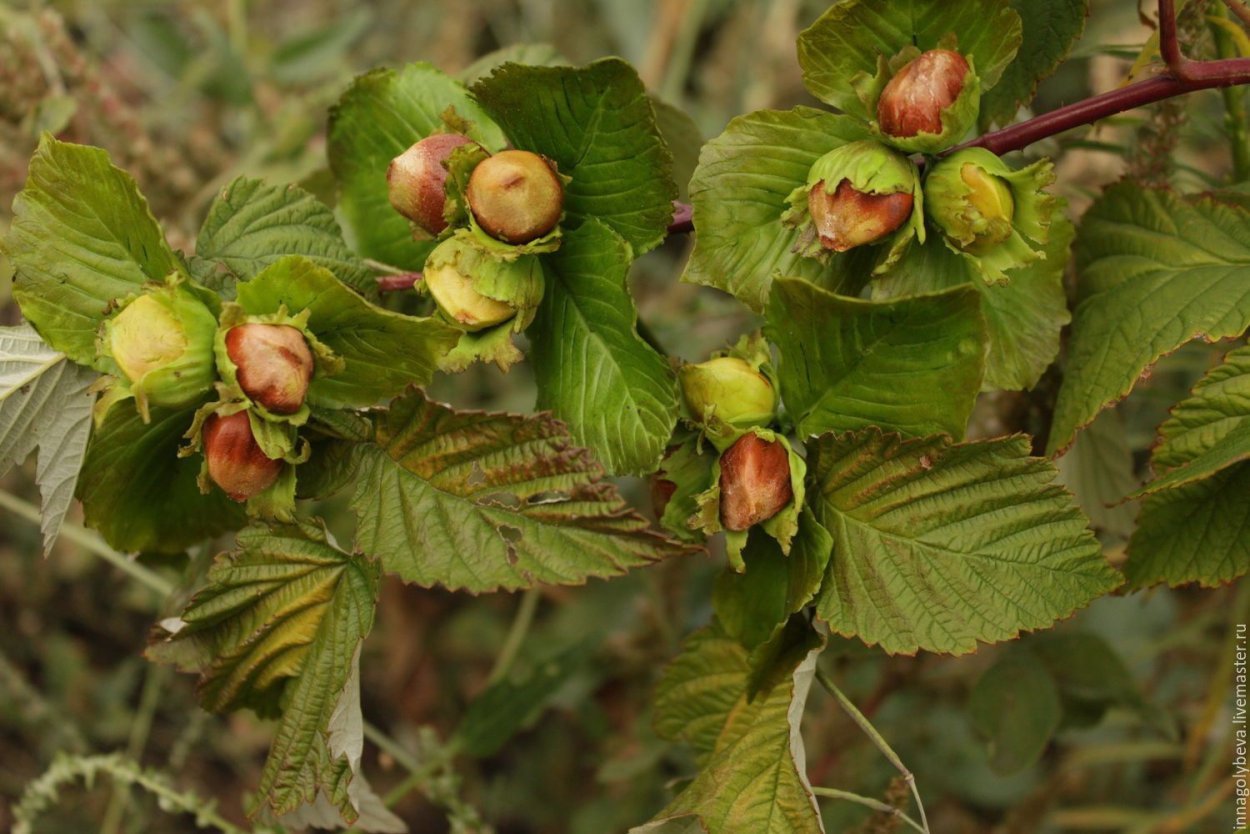 Лещина обыкновенная орешник