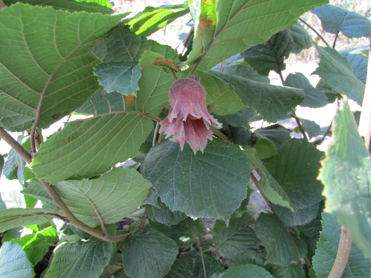 Сорт фундука Варшавский красный