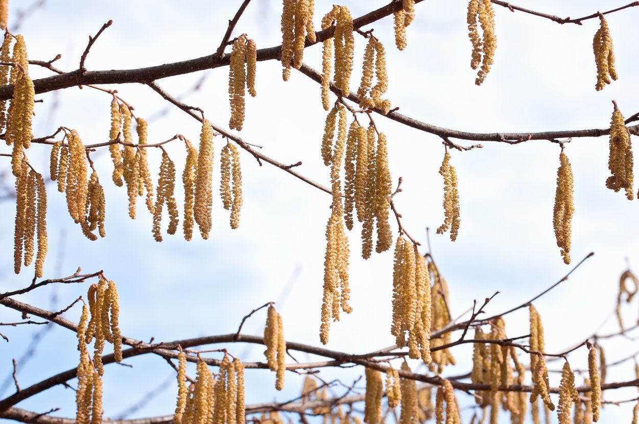 Литтл Ван ветви орешника