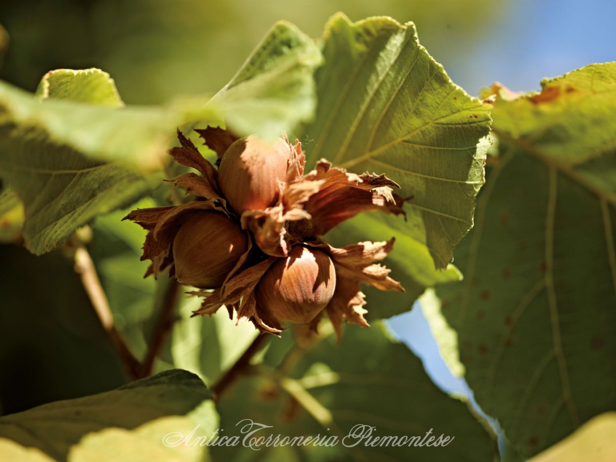 Орешник фундук Испания