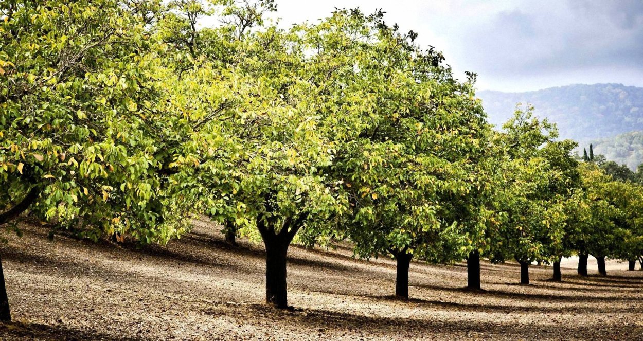 Орешник дерево грецкий орех