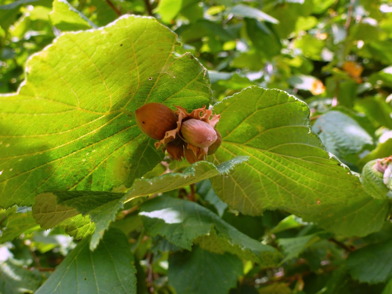 Лесной орех лещина