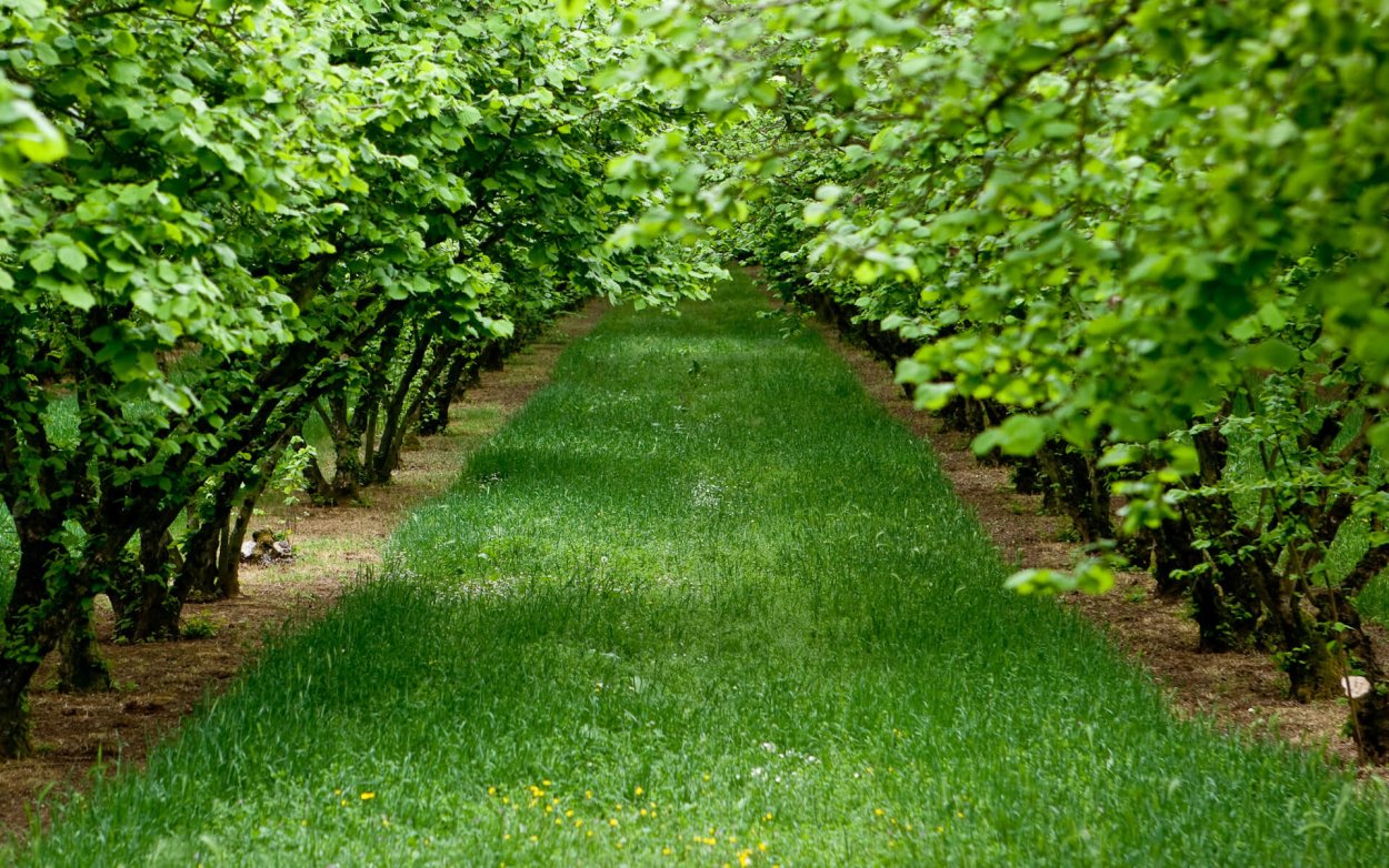 Плантации лещины обыкновенной