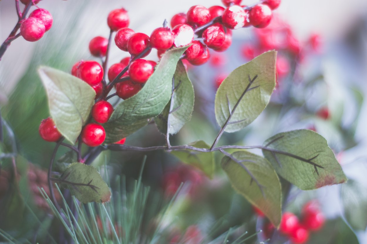 Падуб остролистный Аляска