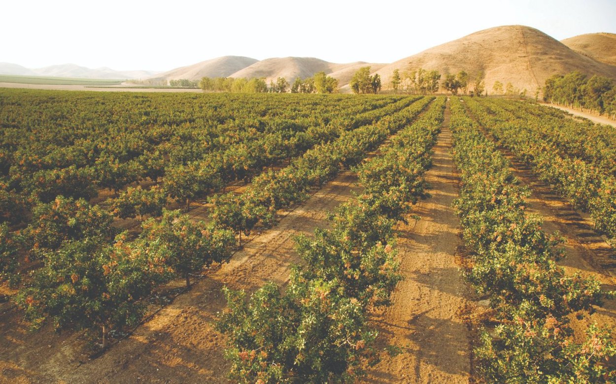 Калифорния плантации