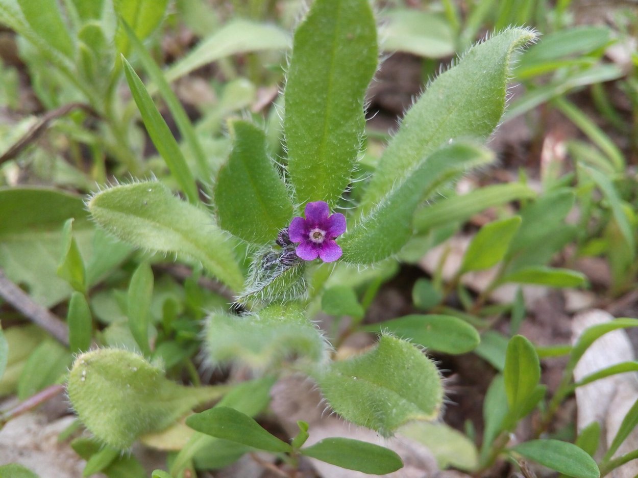 Асперуга (Острица) простертая – Asperugo procumbens