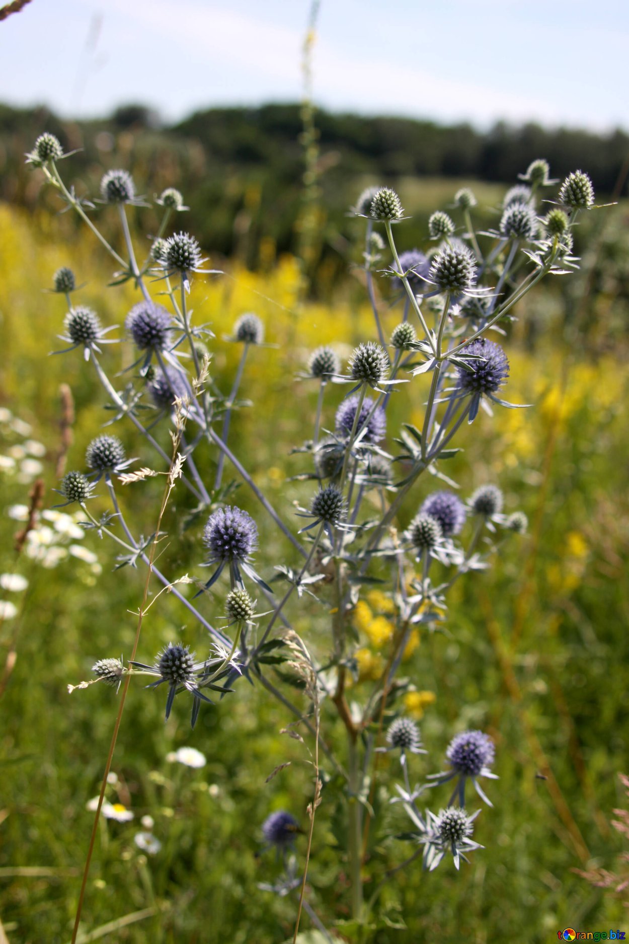 Сорняк синеголовник