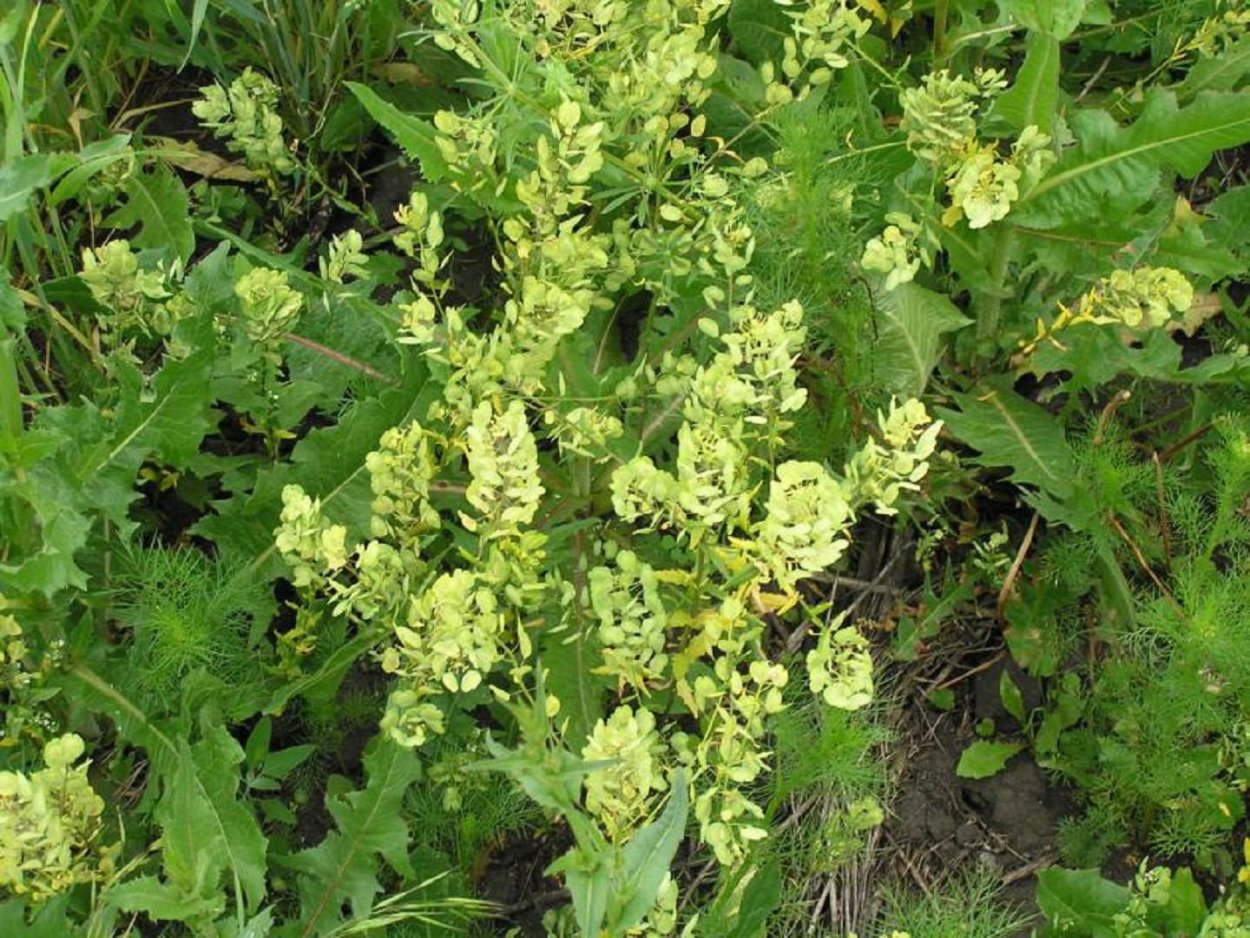 Ярутка сухоцвет