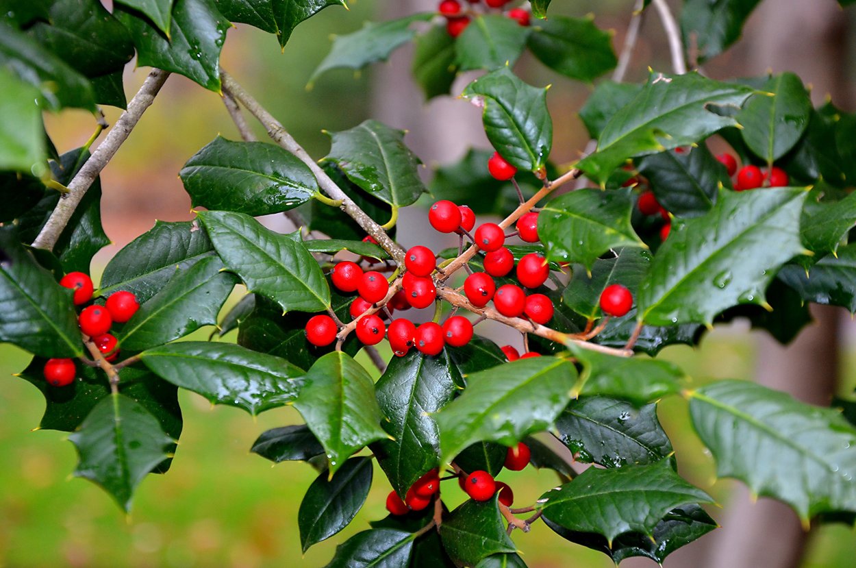 Плодовое дерево с шипами