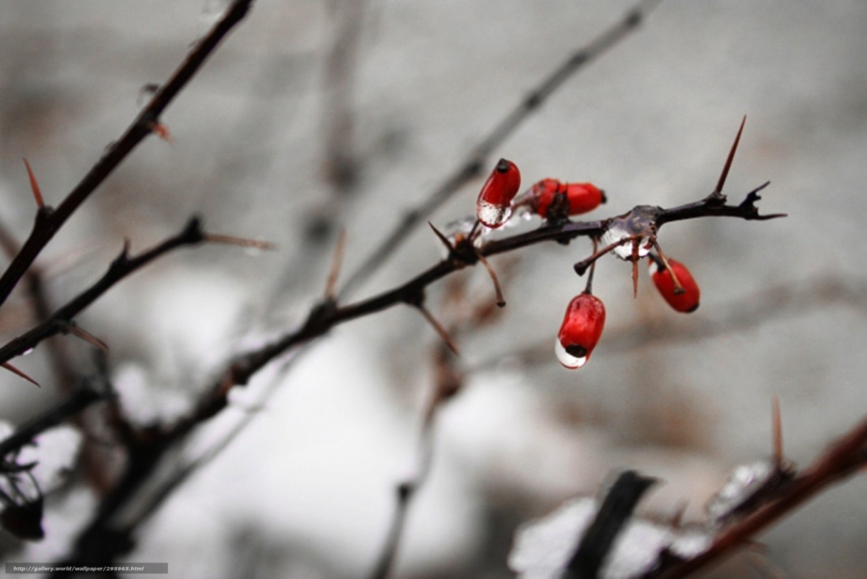 Остролист с красными ягодами